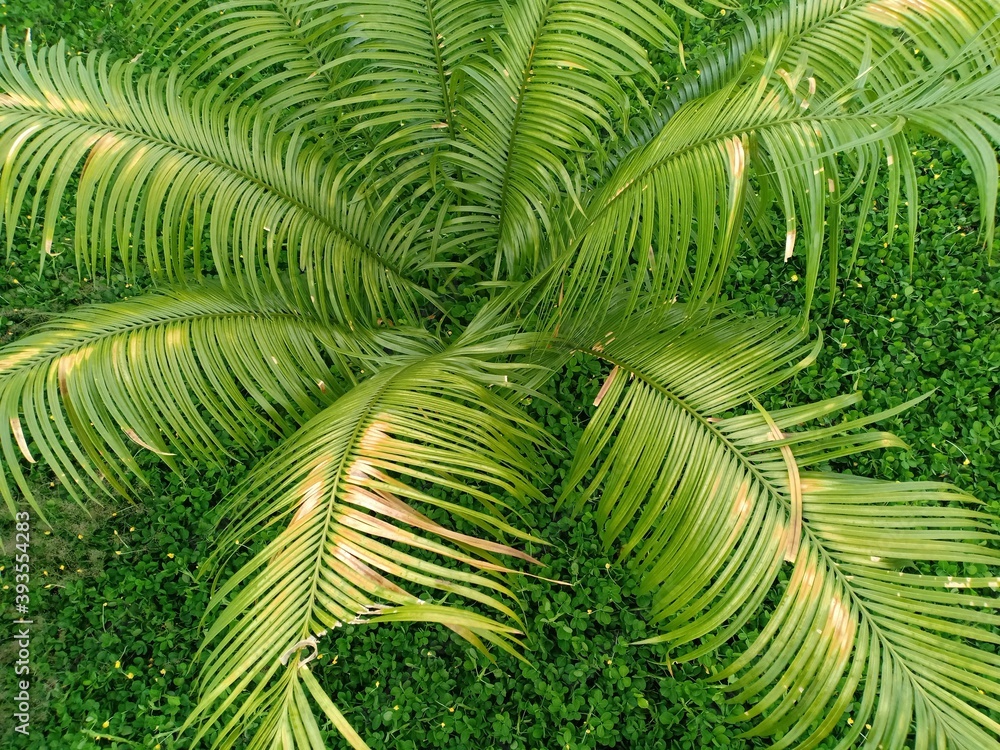cycas revoluta plant that grows in front of the house cycas revoluta plant that grows in front of the house