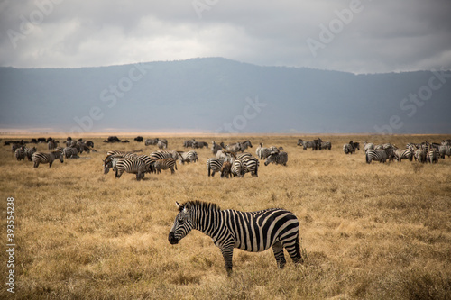 Group of zebras in the african savanna