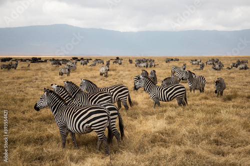 Group of zebras in the african savanna