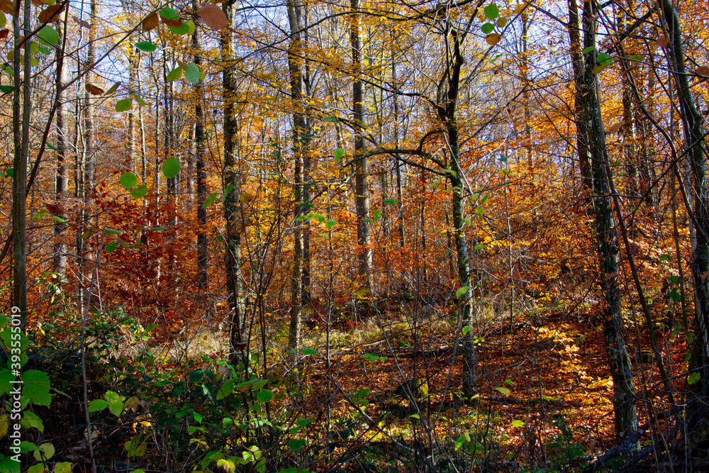 Autumn forest trees for natural autumn background