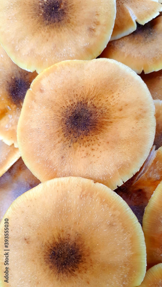 close up of mushrooms close up of mushrooms