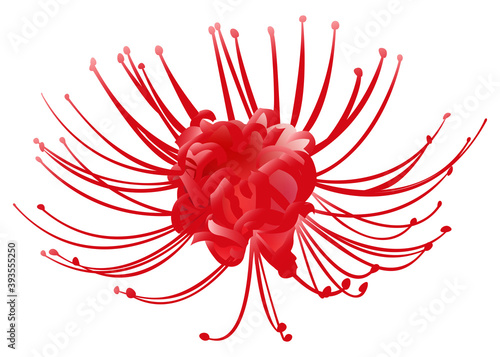 Hand drawn red spider lily 3d isolated on white background
