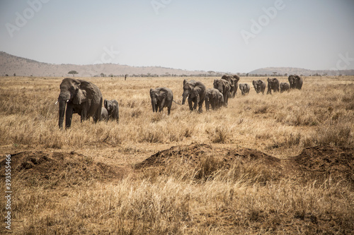 Group of elephants walking through the african savanna