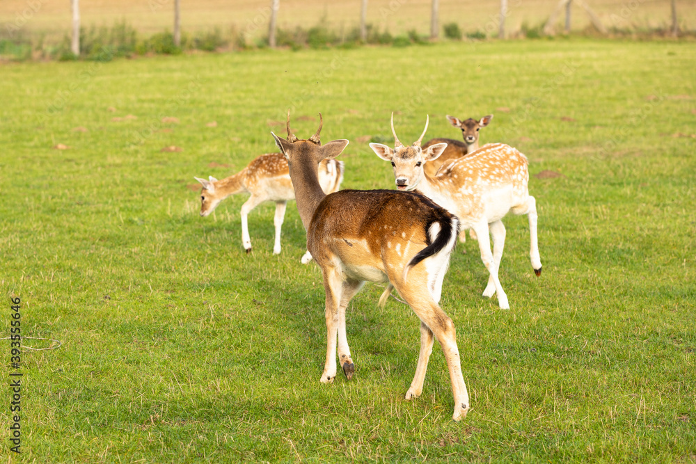 A deer playing on the grass-covered meadow A deer playing on the grass-covered meadow