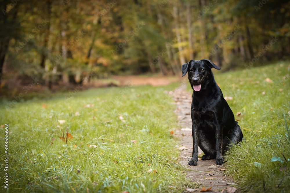 Portrait of black dog with amazing background. Amazing autumn atmosphere in Prague.