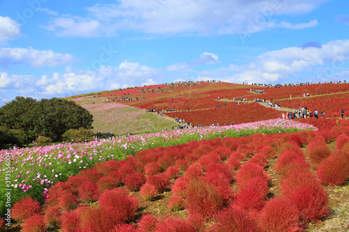 landscape of hitachi seaside park in autumn photo