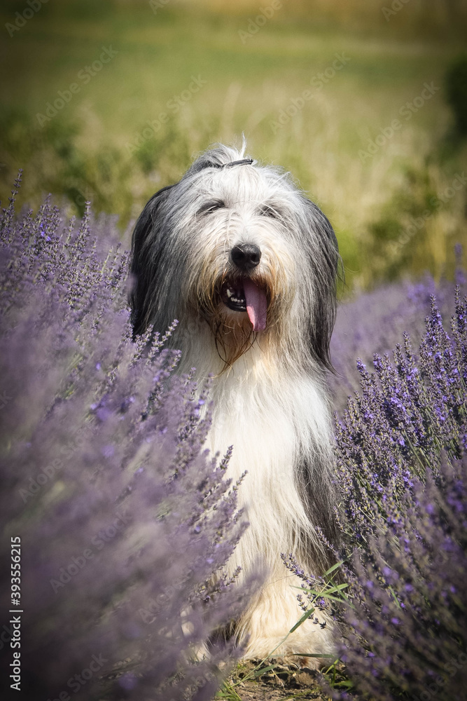 Bearded collie is sitting in levander. She is so cute dog Bearded collie is sitting in levander. She is so cute dog