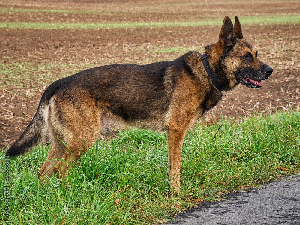 Deutsch Belgischer Schäferhund am Straßenrand Deutsch Belgischer Schäferhund am Straßenrand
