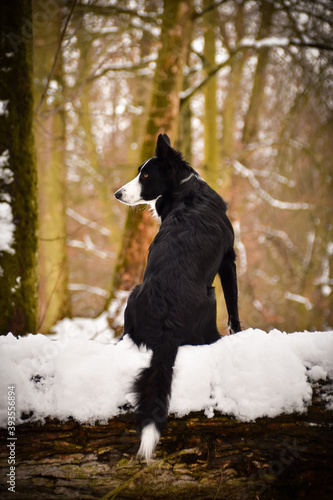 Border collie is sitting on trunk in snow. She look like fox on hunt.