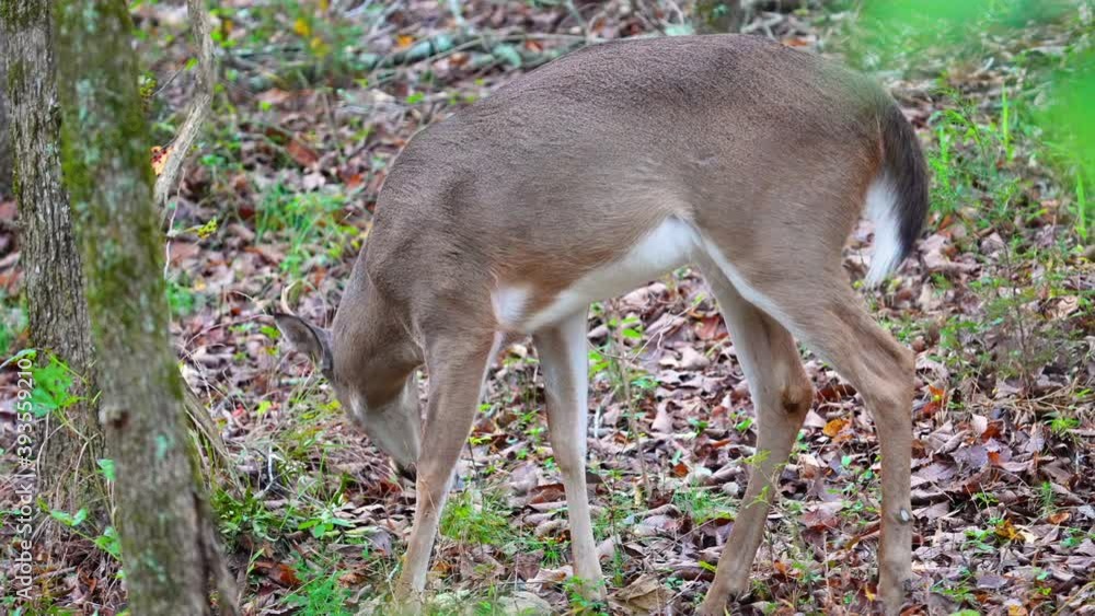 A fork horned Whitetail Buck foraging and feeding in North Carolina woods