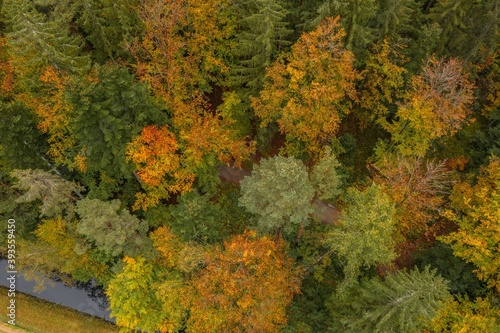 Bild einer Luftaufnahme von Bäumen eines Waldes von oben auf die Baumspitzen im bayerischen Wald, Deutschland
