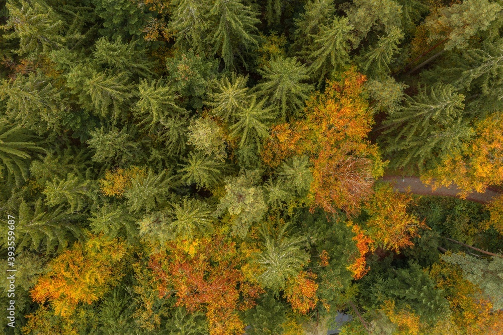 Bild einer Luftaufnahme von Bäumen eines Waldes von oben auf die Baumspitzen im bayerischen Wald, Deutschland Bild einer Luftaufnahme von Bäumen eines Waldes von oben auf die Baumspitzen im bayerischen Wald, Deutschland