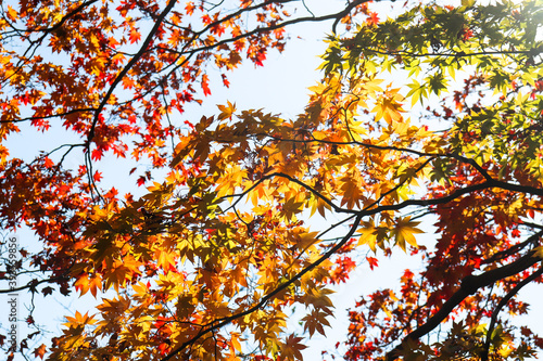 秋 紅葉 もみじ 色とりどり オレンジ