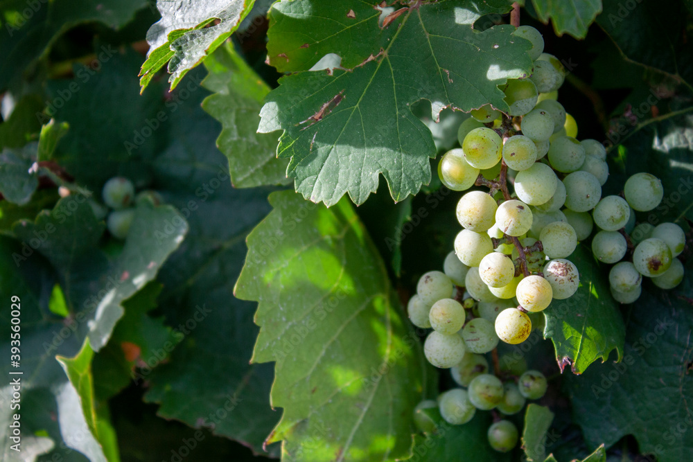 A bunch of light grapes on the vine. The grapes grow in the sun. Close-up of bunches of grapes on a fall day. A bunch of light grapes on the vine. The grapes grow in the sun. Close-up of bunches of grapes on a fall day.