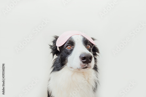 Do not disturb me, let me sleep. Funny cute smiling puppy dog border collie with sleeping eye mask isolated on white background. Rest, good night, siesta, insomnia, relaxation, tired, travel concept. © Юлия Завалишина