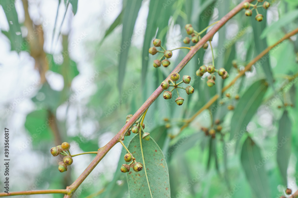 Eucalyptus gum nuts. branch eucalyptus tree nature background Eucalyptus gum nuts. branch eucalyptus tree nature background