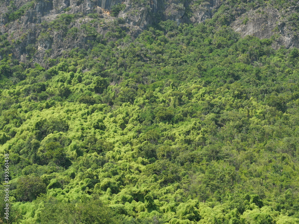 Gray cliff and green leaf bushes of trees in the forest on  limestone mountain, Thailand