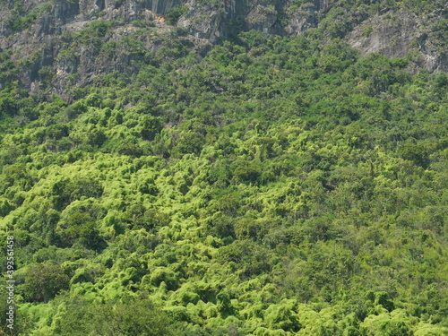 Gray cliff and green leaf bushes of trees in the forest on limestone mountain, Thailand