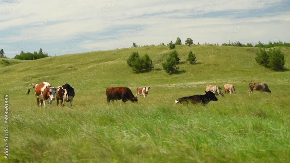 Cows in the meadow chew grass. A herd of cattle grazed on the field Cows in the meadow chew grass. A herd of cattle grazed on the field