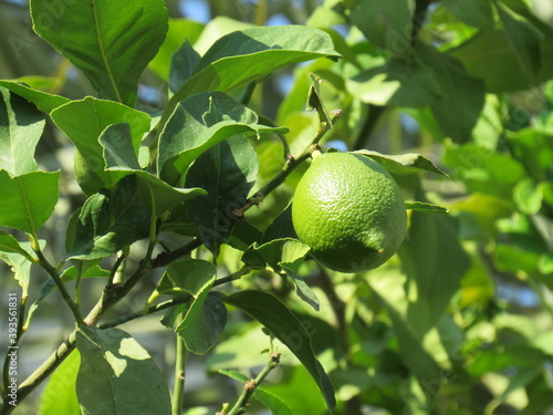 Turkish mandarin tree with green leafs and fruit