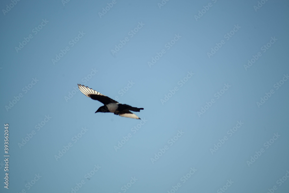 Obraz premium Bird in flight