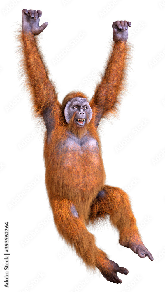 3D Rendering Orangutan on White 3D Rendering Orangutan on White