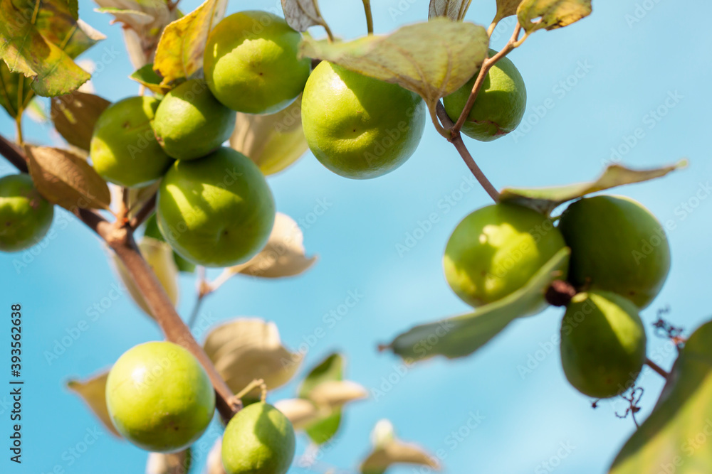 Green Jujube hanging on tree with sunlight in the garden on blue sky background.