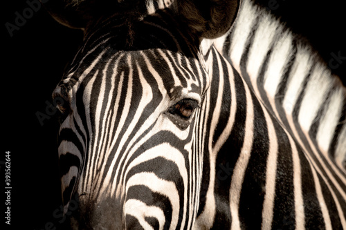 A portrait of a Zebra