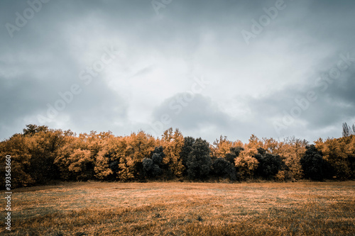 Trees in autumn in nature on a foggy day