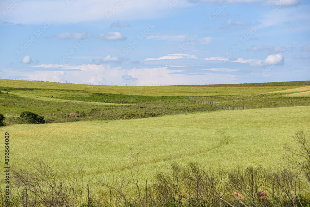 Rural landscape and fields sown with ryegrass and in the background the blue horizon Rural landscape and fields sown with ryegrass and in the background the blue horizon