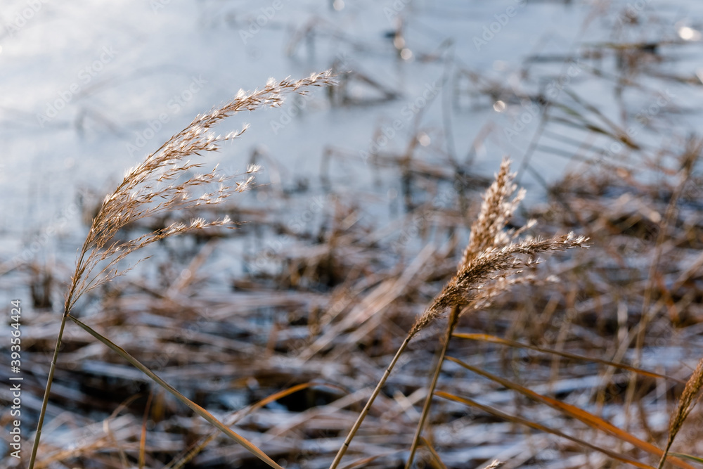 Fototapeta premium ears of wheat against the blue sky. Phragmites on the background of the sea. reed tier, reed seeds. Abstract natural background. Minimalistic, stylish, trendy concept.