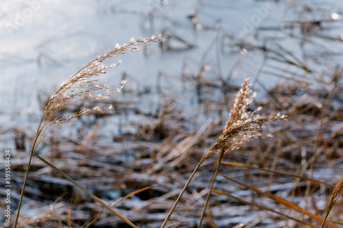 ears of wheat against the blue sky. Phragmites on the background of the sea. reed tier  reed seeds. Abstract natural background. Minimalistic  stylish  trendy concept.