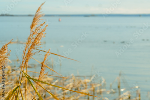 ears of wheat against the blue sky. Phragmites on the background of the sea. reed tier  reed seeds. Abstract natural background. Minimalistic  stylish  trendy concept.