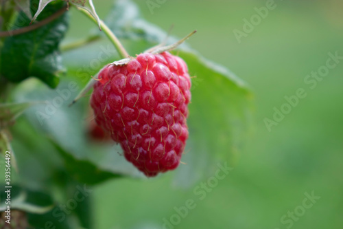 Natural Background. Raspberry Berry in the Sun