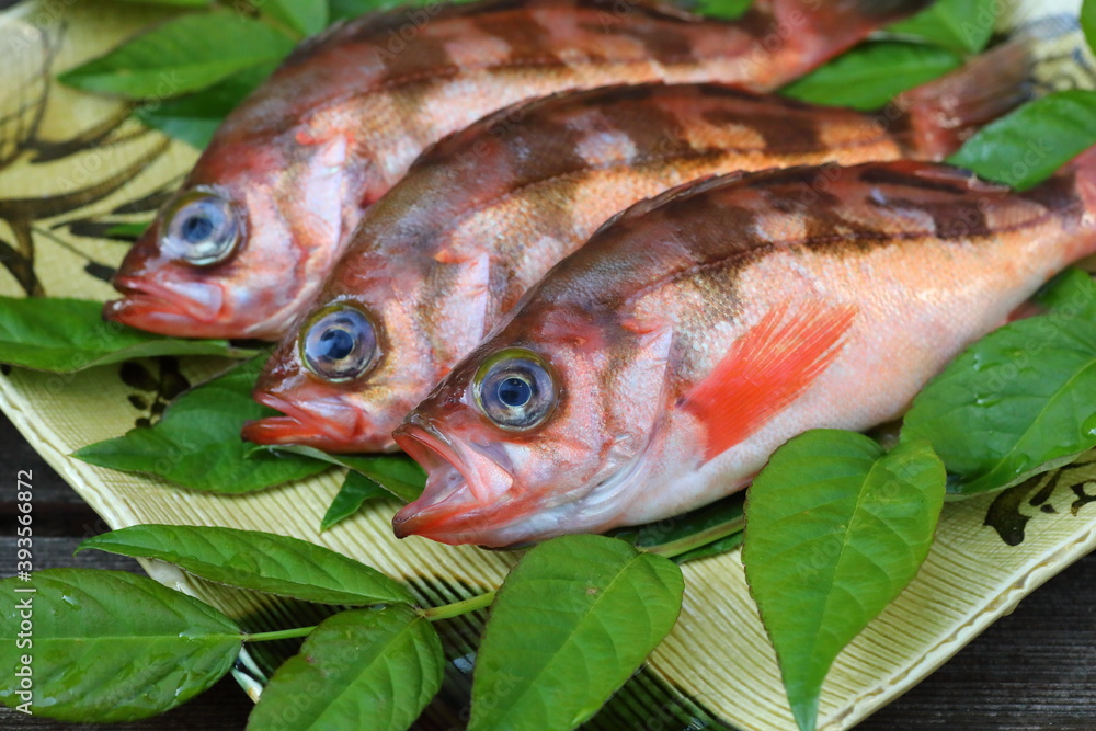 Japanese rockfish or Japanese sea perch (Sebastes cheni) Japanese rockfish or Japanese sea perch (Sebastes cheni)