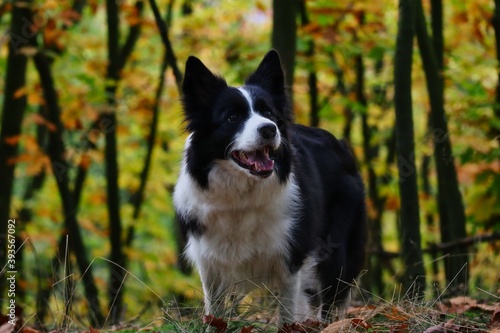 Fototapeta Naklejka Na Ścianę i Meble -  Cute Border Collie Stands in Colorful Forest during Fall Season. Autumn Mood with Happy Black and White Dog Smiling in Nature.