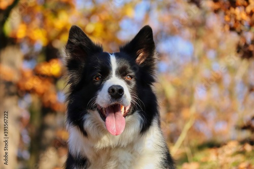 Fototapeta Naklejka Na Ścianę i Meble -  Close-up of Smiling Border Collie with Tongue Out in Sunny Autumn Forest. Portrait of Happy Black and White Dog in Nature during Fall Season. Portrait of Animal Head with Colorful Background.