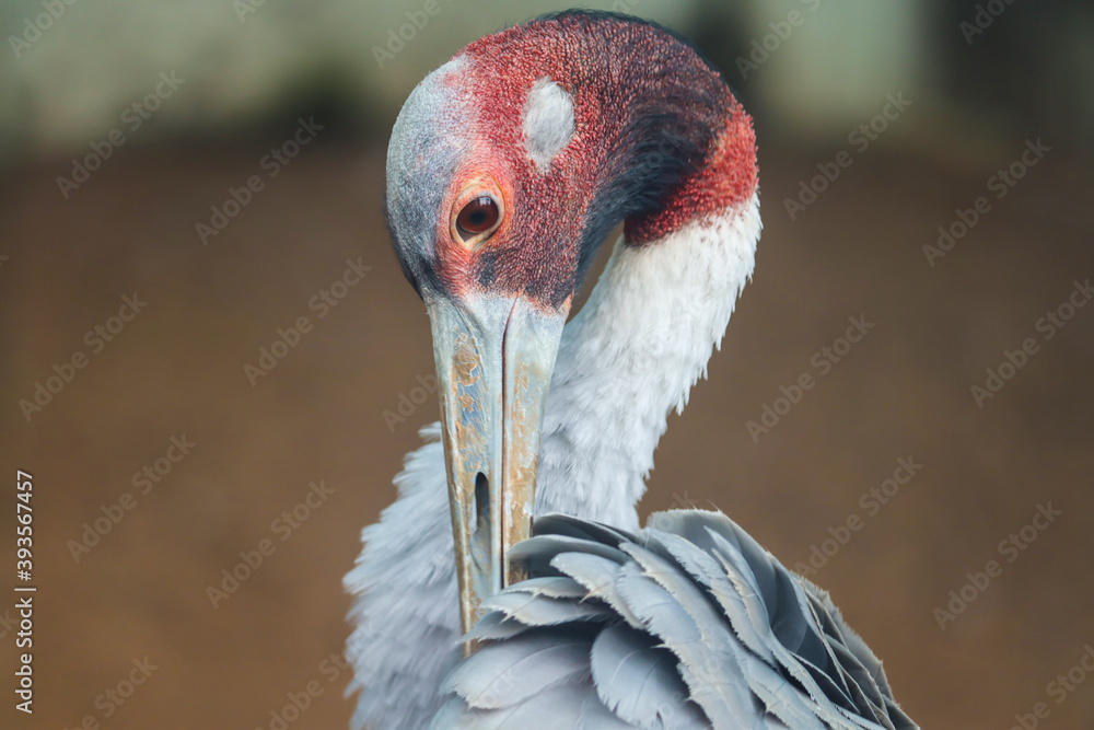 Fototapeta premium Sarus crane close up shot