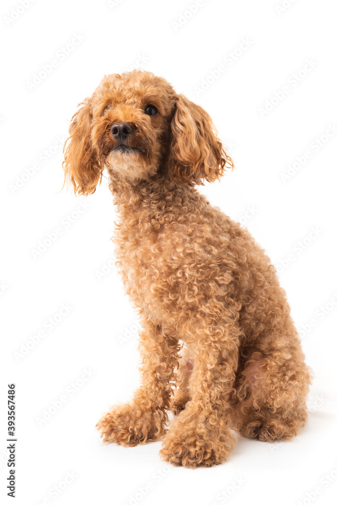 Red poodle isolated on white background