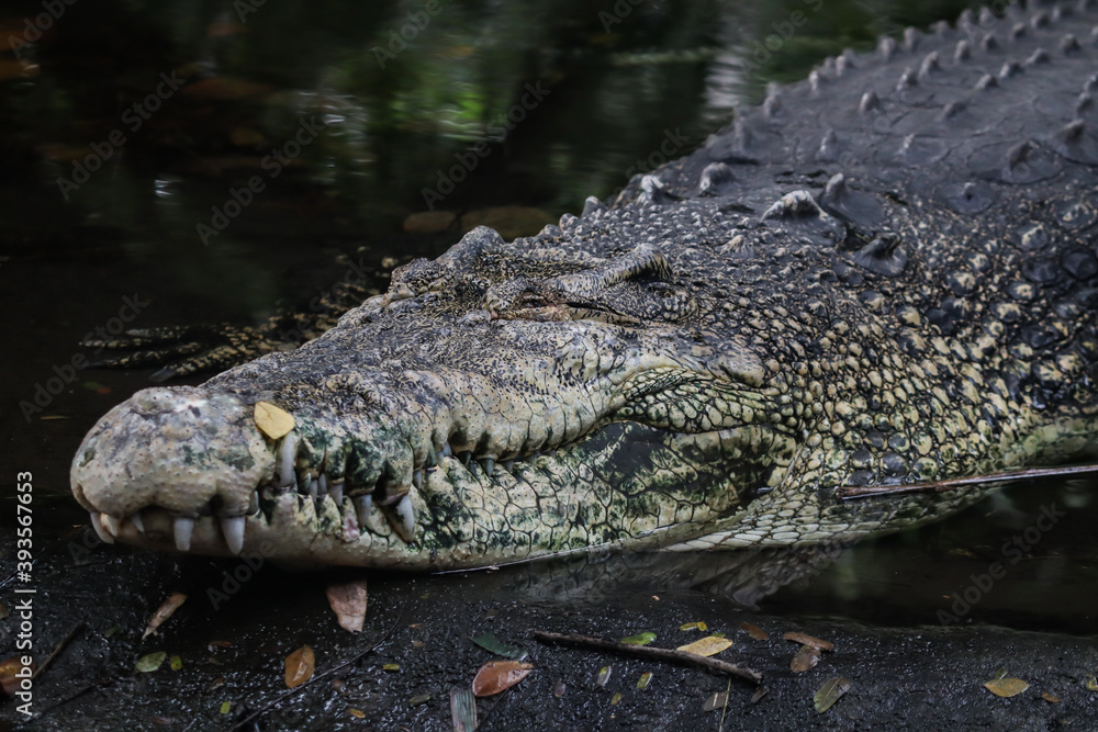 Obraz premium Crocodile taking rest after heavy lunch