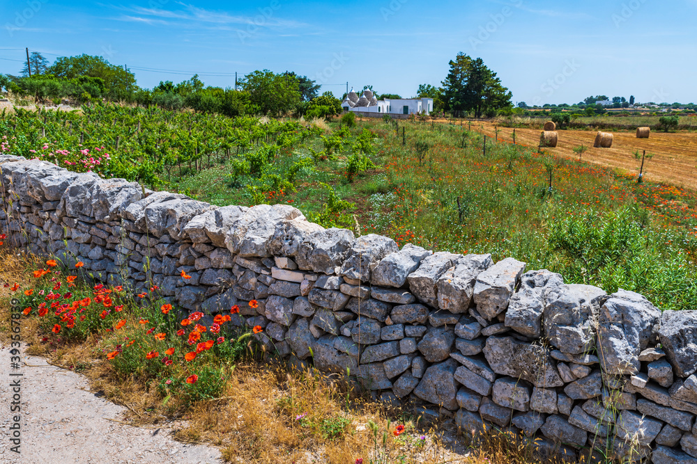 Obraz premium Olive trees and trulli of the Itria valley. Puglia
