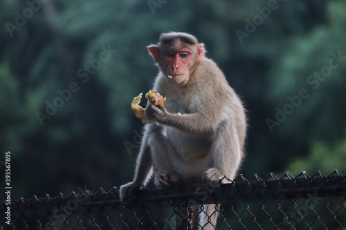 Bonnet macaque - Monkey - sitting on a fence and eating fruit - Front view photo