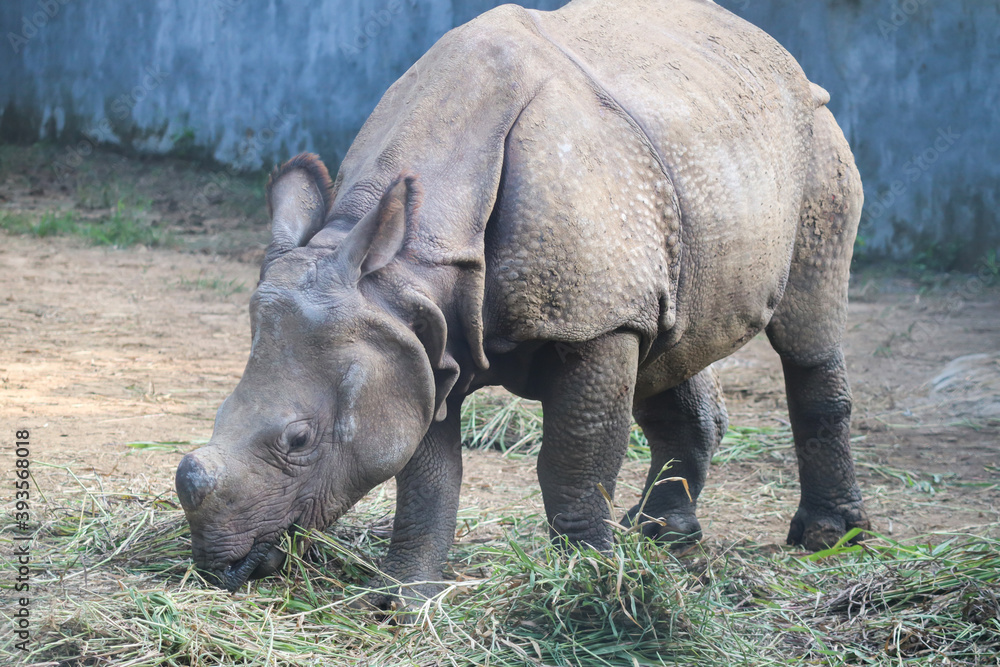 Indian Rhinoceros grazing in a mid-day Indian Rhinoceros grazing in a mid-day