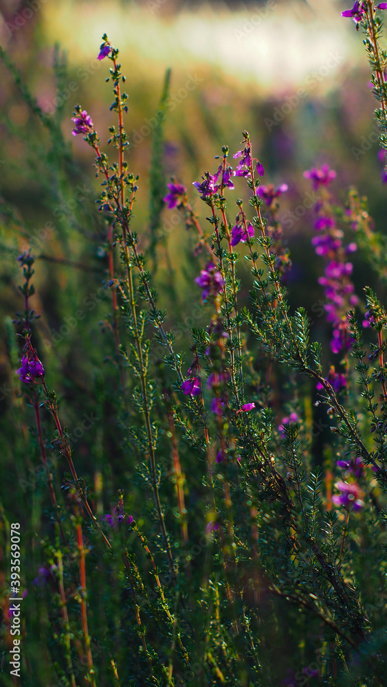 Obraz premium Macro d'une multitude de fleurs de bruyères, aux pétales mauves. Elles sont illuminées par la lumière du coucher de soleil