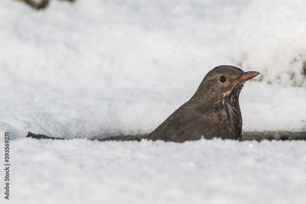 Amsel (Turdus merula) Weibchen badet im Winter Amsel (Turdus merula) Weibchen badet im Winter