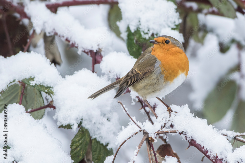 Rotkehlchen (Erithacus rubecula) Rotkehlchen (Erithacus rubecula)