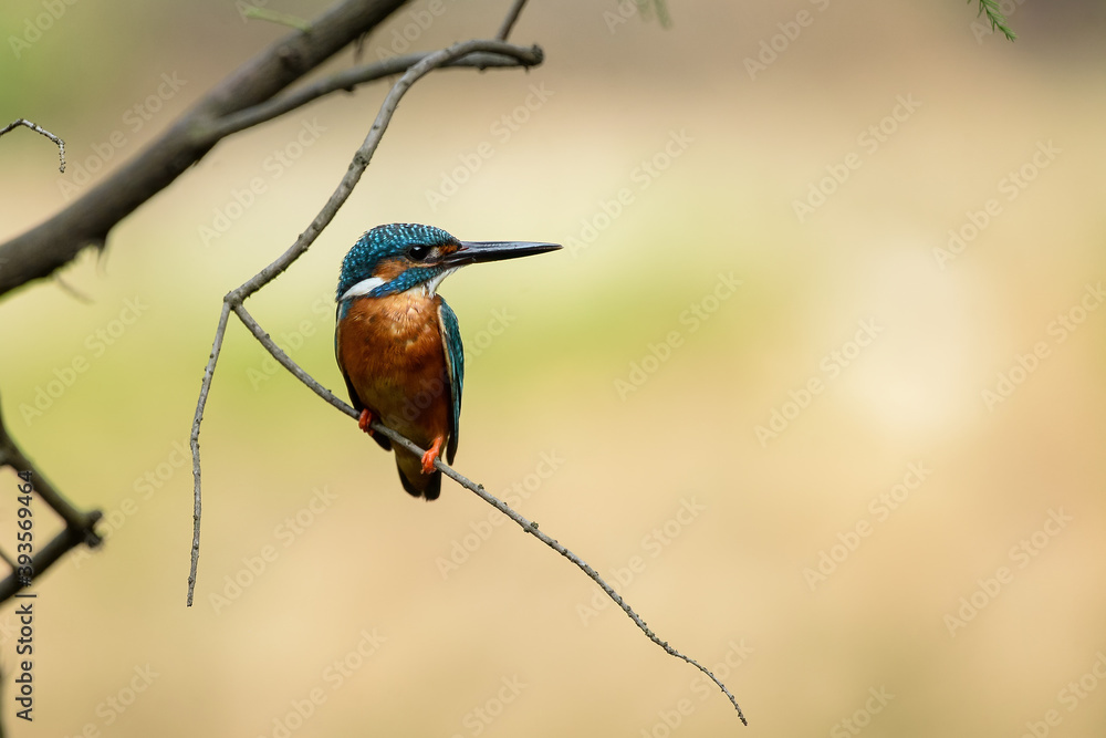 A Common Kingfisher stays on a branch
A Common Kingfisher stays on a branch