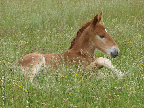 Cute Laying Down Foal