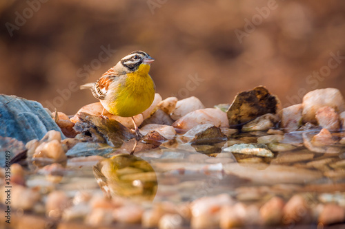 African Golden breasted Bunting standing at waterhole in Kruger National park, South Africa ; Specie Fringillaria flaviventris family of Emberizidae photo