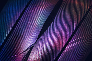 Bird feather purple colored light. Beautiful background pattern texture for design. Macro photography view.